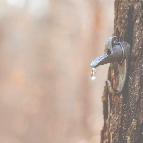 Maple Syrup Farm Tours in Norther Wisconsin. Maple Syrup near me
